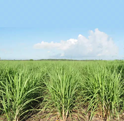 Sugar cane sustainability
